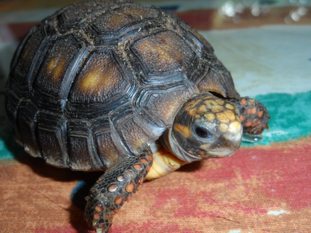 Ostern ist ja schon bald wieder