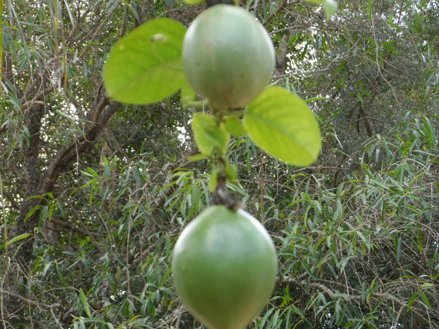 Herbst 2016 in Paraguay