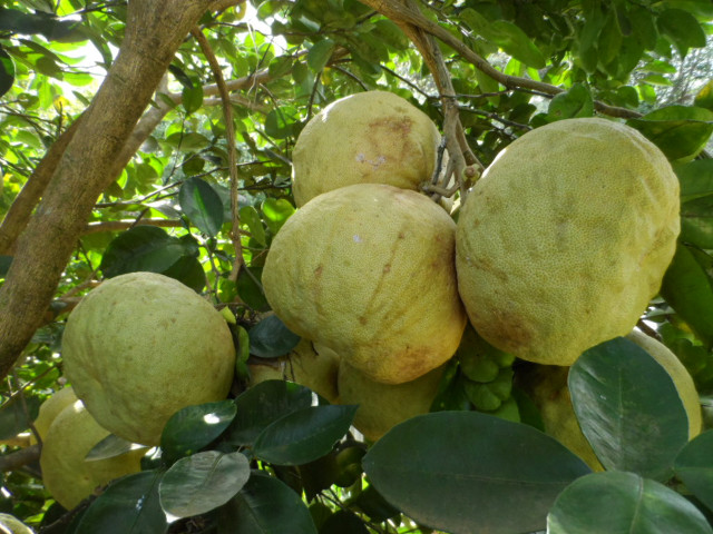Herbst 2016 in Paraguay