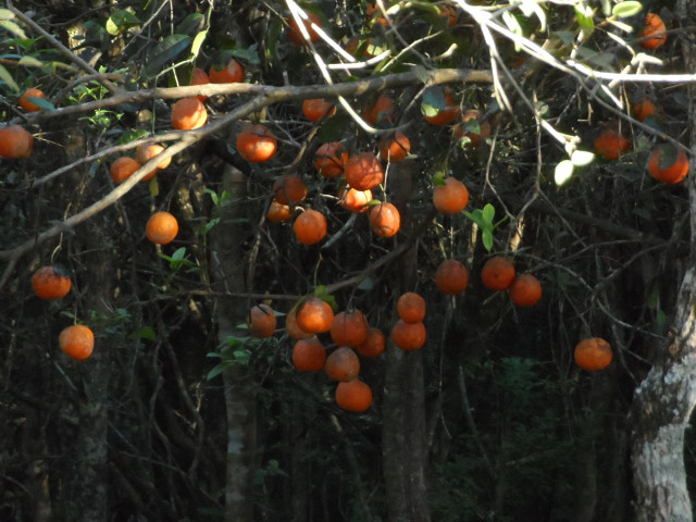Winter in Paraguay Juni, Juli 2016