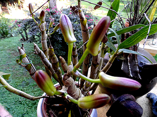 Winter in Paraguay Juni, Juli 2016