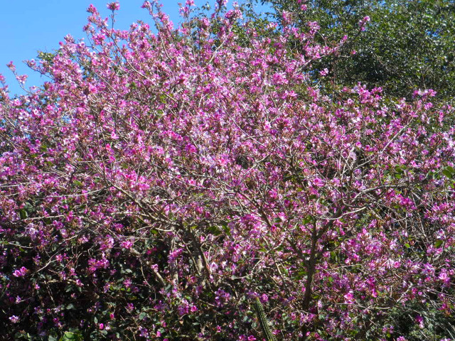 August 2016, wenn Frauen nach Asuncion fahren