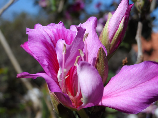 August 2016, wenn Frauen nach Asuncion fahren
