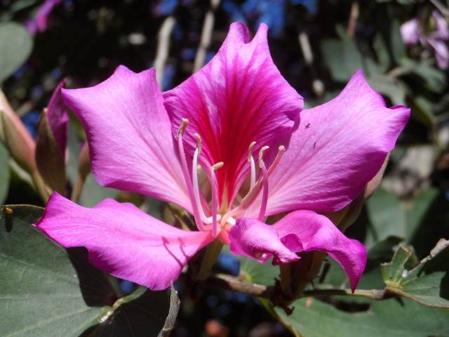 August 2016, wenn Frauen nach Asuncion fahren