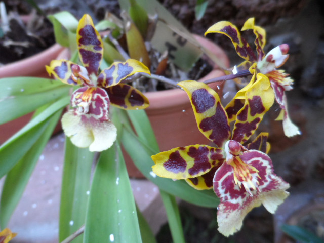 August 2016, wenn Frauen nach Asuncion fahren