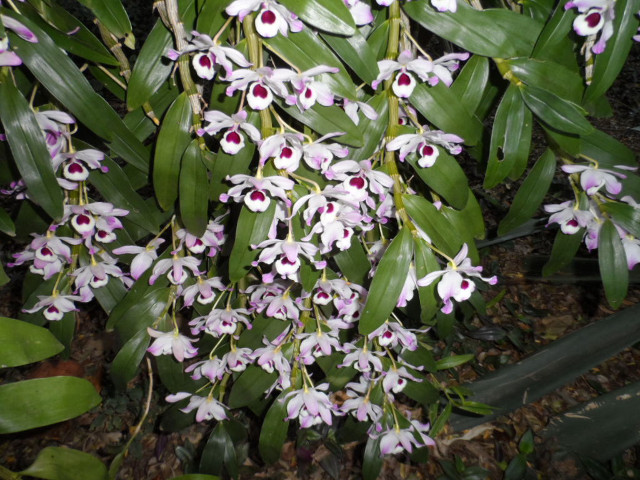 August 2016, wenn Frauen nach Asuncion fahren
