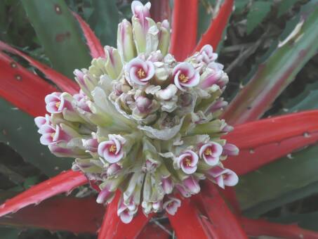 August 2016, wenn Frauen nach Asuncion fahren