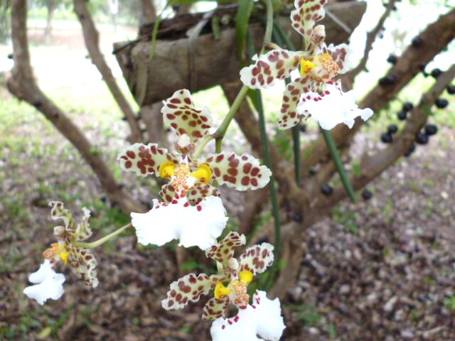 August 2016, wenn Frauen nach Asuncion fahren