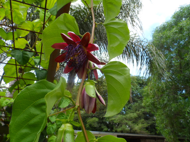 4. Advent in Paraguay