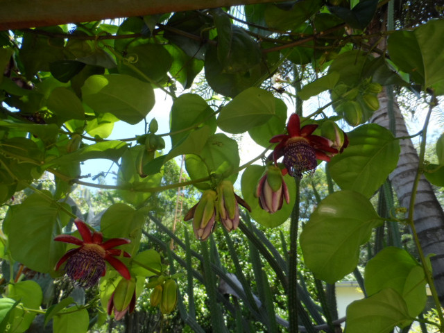 4. Advent in Paraguay