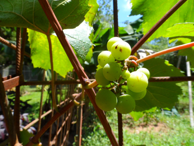 4. Advent in Paraguay