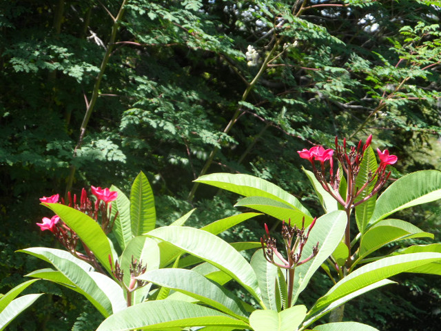 4. Advent in Paraguay