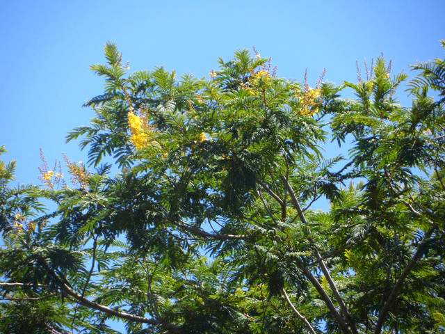 4. Advent in Paraguay