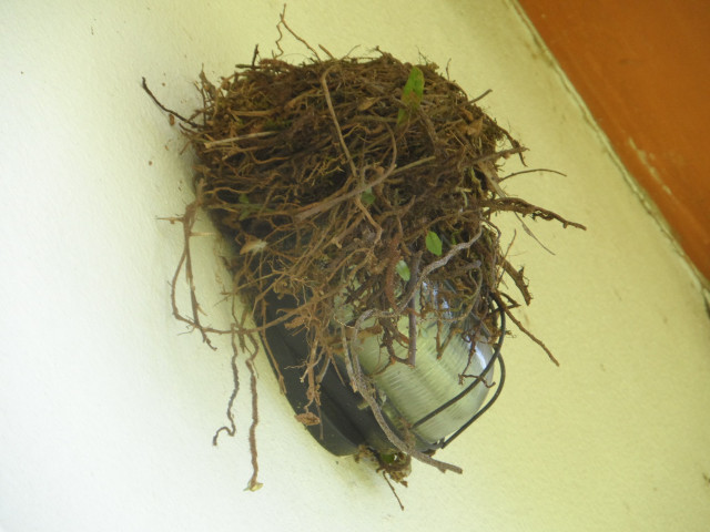 4. Advent in Paraguay