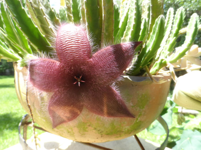 4. Advent in Paraguay