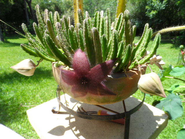 4. Advent in Paraguay