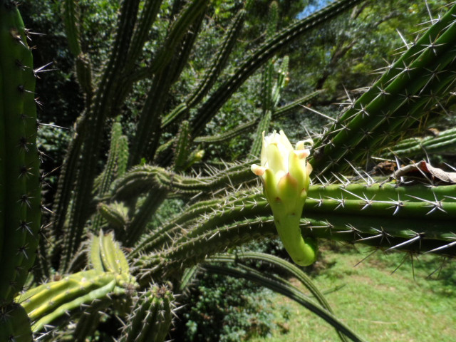 4. Advent in Paraguay