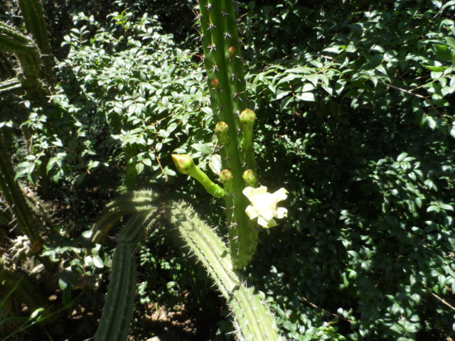 4. Advent in Paraguay