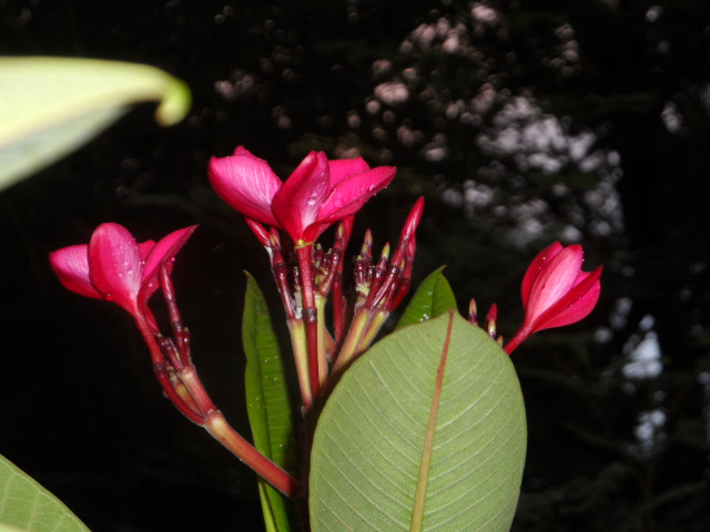 4. Advent in Paraguay