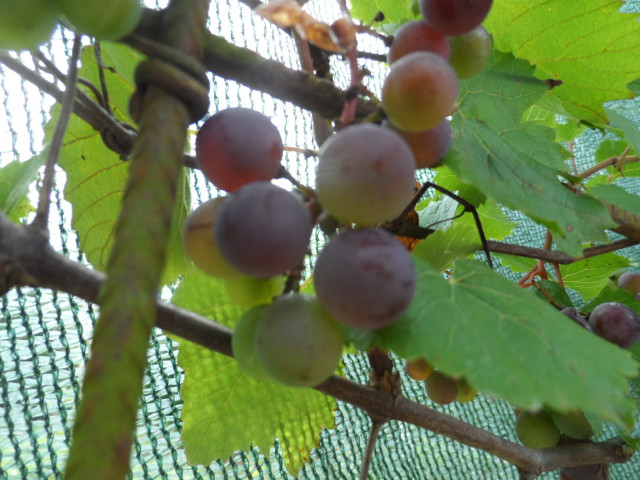 4. Advent in Paraguay