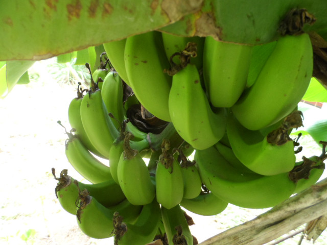 4. Advent in Paraguay