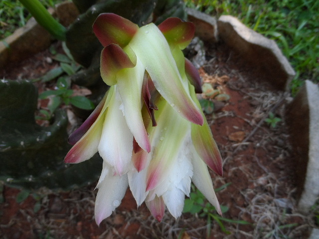 Königin der Nacht am Morgen