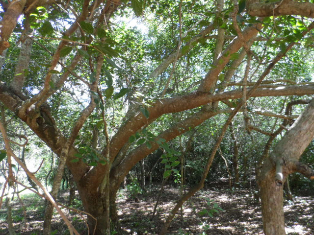 Herbst in Paraguay 1