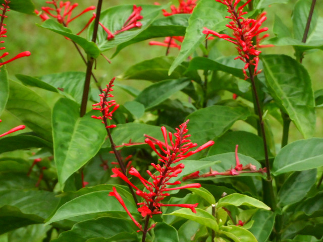 Herbst in Paraguay 11