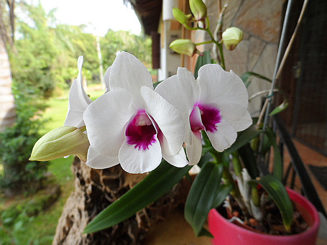 Herbst in Paraguay 12