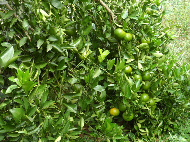 Herbst in Paraguay 15