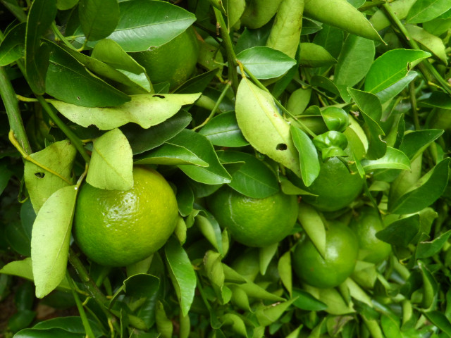 Herbst in Paraguay 16