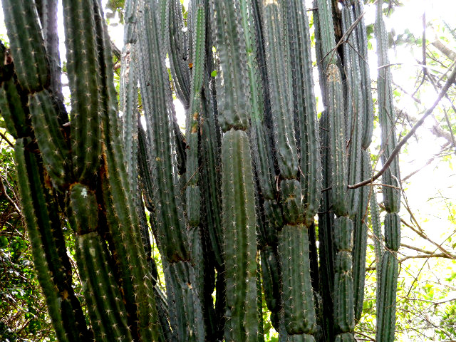 Herbst in Paraguay 17