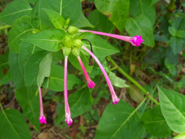 Herbst in Paraguay 18