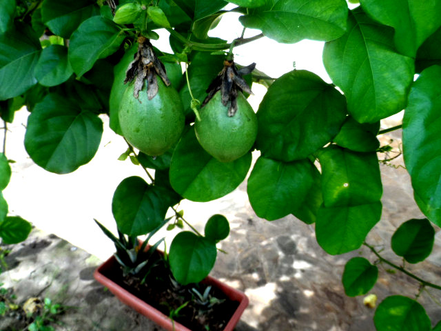 Herbst in Paraguay 19