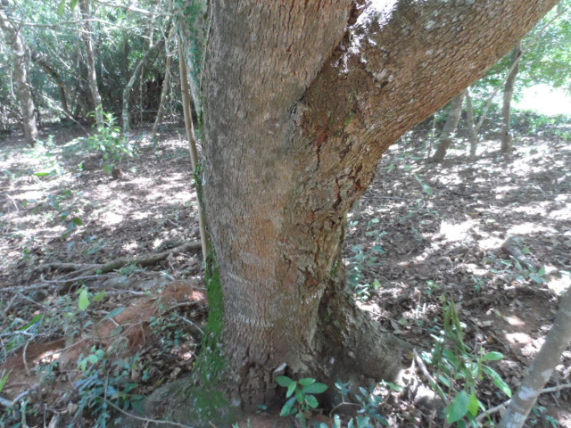 Herbst in Paraguay 2