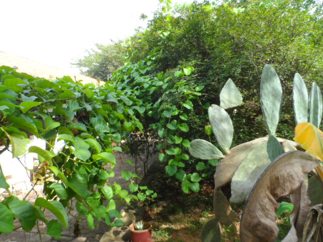 Herbst in Paraguay 20