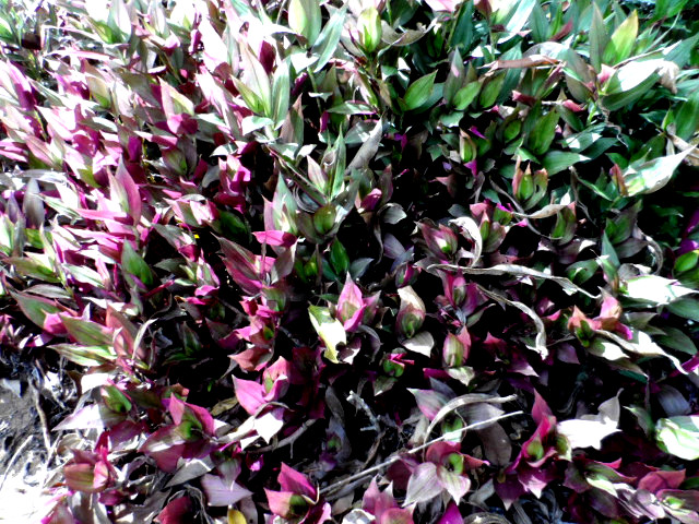 Herbst in Paraguay 21