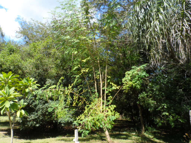 Herbst in Paraguay 3