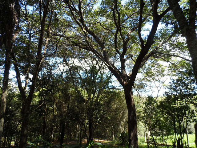 Herbst in Paraguay 5