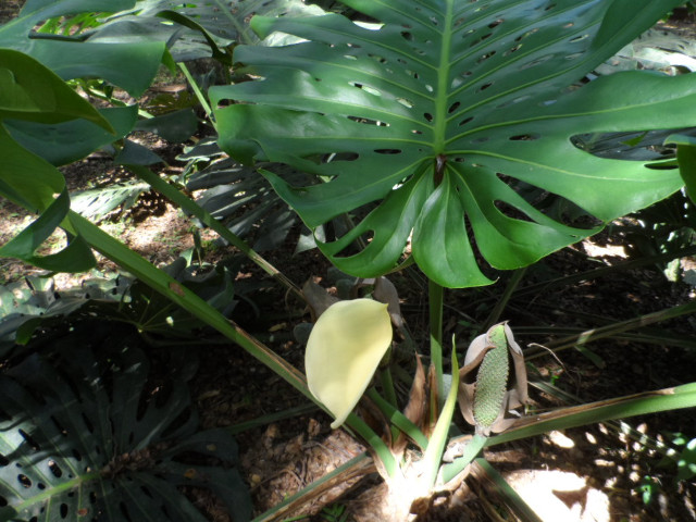 Herbst in Paraguay 6