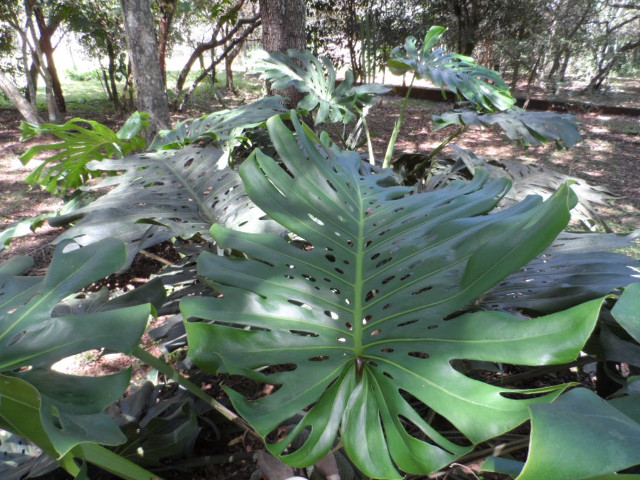 Herbst in Paraguay 7