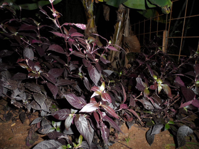 Herbstimpressionen 12