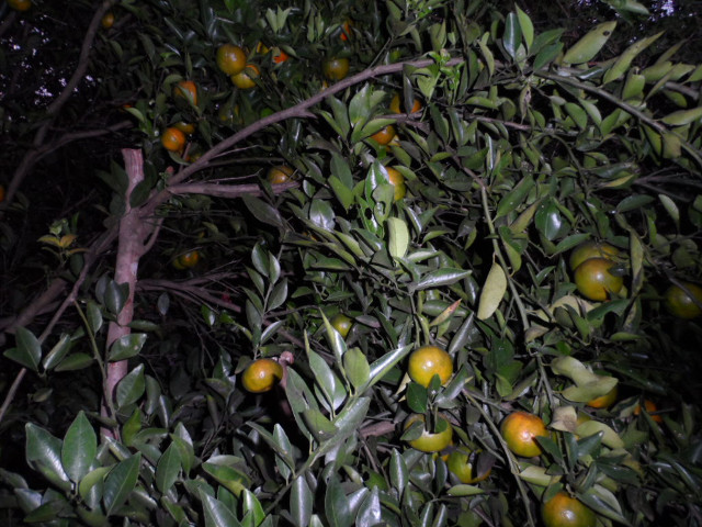 Herbstimpressionen 5