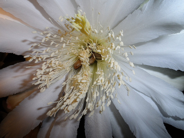 Königin der Nacht 8