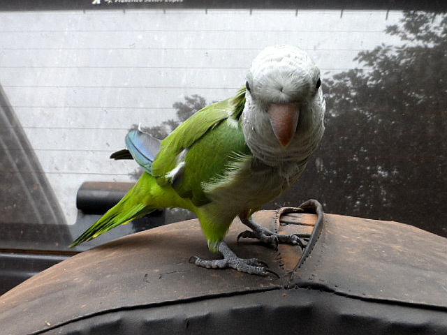 Fritzi, nicht zu glauben