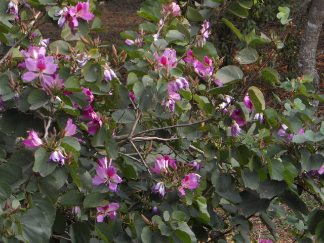 Winter in Paraguay 1