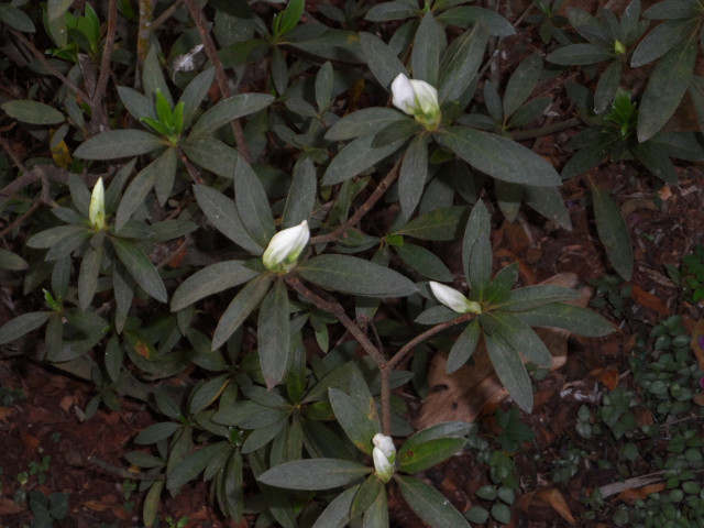 Winter in Paraguay 10