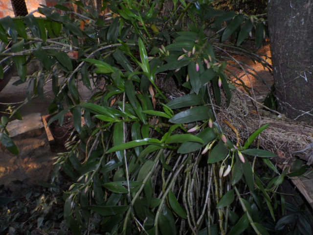 Winter in Paraguay 12