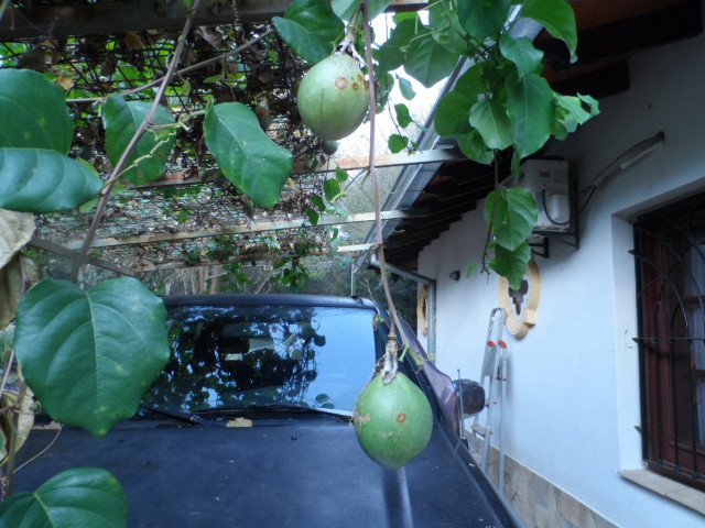 Winter in Paraguay 14