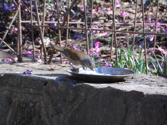 Winter in Paraguay 20